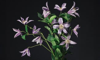 Δεν είναι τα γαριφαλάκια που ήξερες από τη μαμά σου