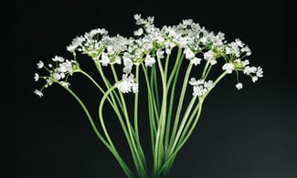 Δεν είναι τα γαριφαλάκια που ήξερες από τη μαμά σου