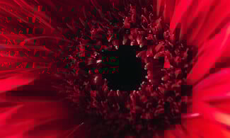 Δεν είναι τα γαριφαλάκια που ήξερες από τη μαμά σου