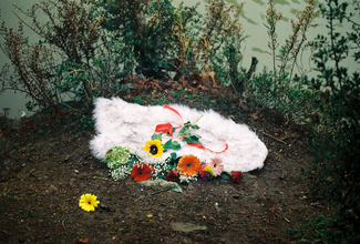 Κίτρινο Φεγγάρι: Η Μπαλάντα της Λέιλα και του Λη