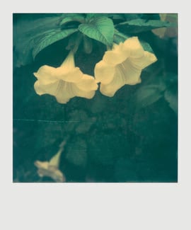 «It’s Always the Sun»: Στην έκθεση της Ελισάβετ Μωράκη κυριαρχούν τα ανθισμένα λουλούδια