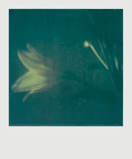 Ελισάβετ Μωράκη It’s Always the Sun 