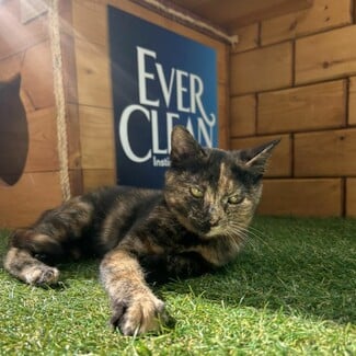 Cat Festival 2026: Η περιέργεια γιορτάζει τη γάτα