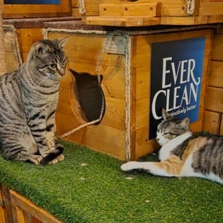 Cat Festival 2026: Η περιέργεια γιορτάζει τη γάτα