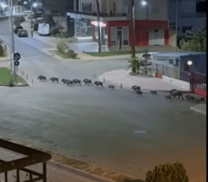 Λιβαδειά: Αγριογούρουνα κάνουν νυχτερινή παρέλαση