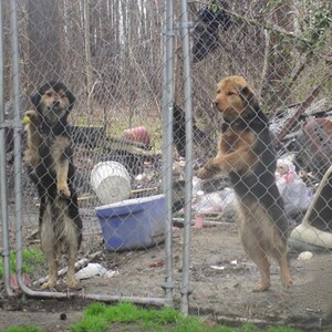 Δυο σκύλοι αδελφάκια συναντιούνται ένα χρόνο μετά την απελευθέρωσή τους
