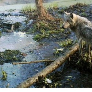 Η άγρια φύση του Τσερνόμπιλ