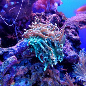 Scientists map Caribbean coral reefs to tackle climate change