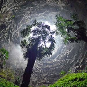 Εκπληκτικό, αρχέγονο δάσος με δέντρα 130 μέτρων ανακαλύφθηκε σε μια κρυφή καταβόθρα της Κίνας
