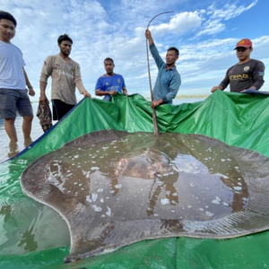 Watch a Giant Stingray’s Safe Return to Its River Home