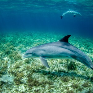 Ερευνητές πιστεύουν ότι έλυσαν το «μυστήριο»: Γιατί δελφίνια τρίβουν το σώμα τους σε κοράλλια;