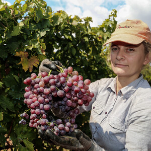 Εσοδεία 2022, μια χρονιά με ποιοτικές διαφοροποιήσεις