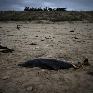 Γιατί τα θαλάσσια πλάσματα ξεβράζονται νεκρά σε ακτές σε όλο τον κόσμο