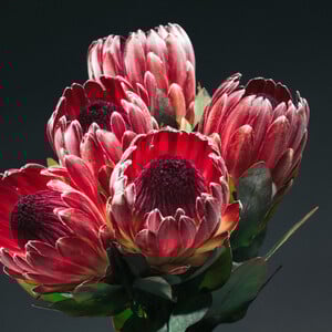 Δεν είναι τα γαριφαλάκια που ήξερες από τη μαμά σου