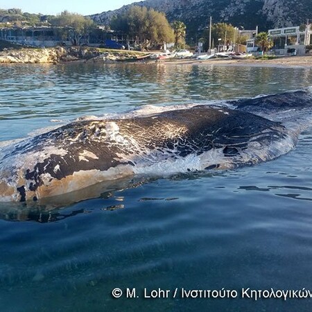 Νεκρός φυσητήρας 12.5 μέτρων στην Κερατέα - ΦΩΤΟΓΡΑΦΙΕΣ