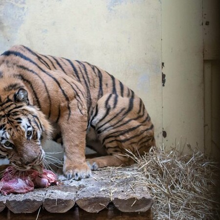 Ταξίδι θανάτου για δέκα τίγρεις - Ένα θρίλερ αποκαλύπτει τι γίνεται στα σύνορα της Ευρώπης