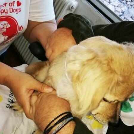 Το 424 Στρατιωτικό Νοσοκομείο είναι το μοναδικό στην Θεσσαλονίκη που εφαρμόζει θεραπεία μέσω σκύλων