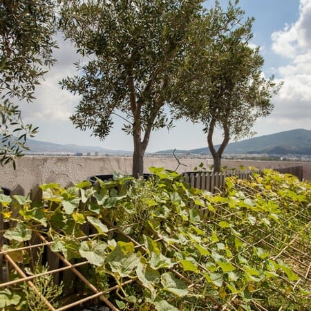 Ένα απίστευτο μποστάνι σε μια ταράτσα της Κηφισίας με κατσίκες, κοτόπουλα και ντομάτες