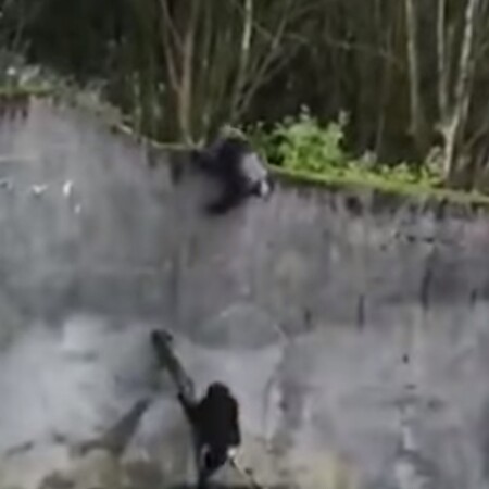 Χιμπατζήδες απέδρασαν από ζωολογικό κήπο με «κινηματογραφικό» τρόπο