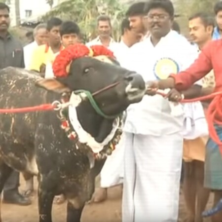 Jallikattu: Ένα σκληρό έθιμο, το ίδιο βάρβαρο με τις ταυρομαχίες