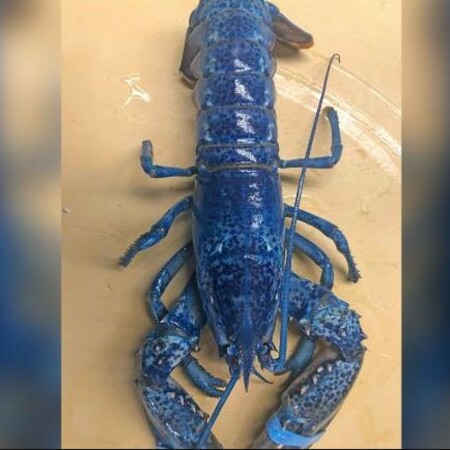 Πολύ σπάνιος μπλε αστακός βρέθηκε σε κουζίνα εστιατορίου - Θα δοθεί σε ενυδρείο