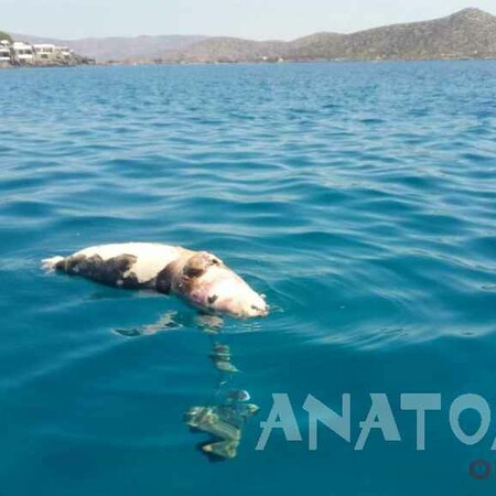 Σκότωσαν φώκια στην Κρήτη - Την βρήκαν με σχοινί και πέτρες στο λαιμό