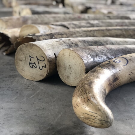 Μειώθηκε το παράνομο εμπόριο ελεφαντόδοντου, αυξήθηκε όμως εκείνο του παγκολίνου