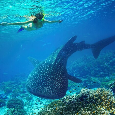 Αυστραλία: Φαλαινοκαρχαρίας τραυμάτισε γυναίκα σε δημοφιλές τουριστικό θέρετρο