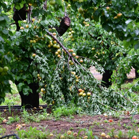 Τρίκαλα: Καλλιέργειες χιλιάδων στρεμμάτων καταστράφηκαν από το χαλάζι