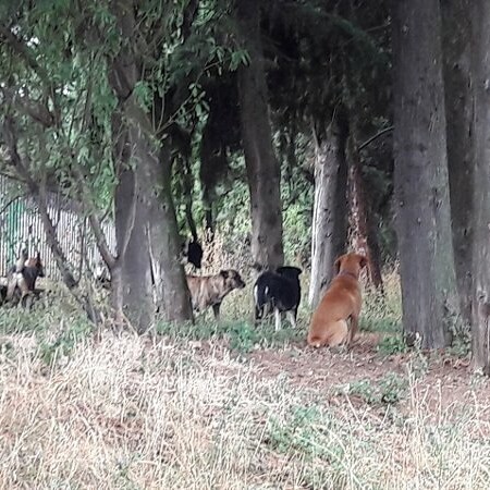 Δεχόμαστε επιθέσεις σκύλων, καταγγέλλουν εργαζόμενοι στο νοσοκομείο Κιλκίς
