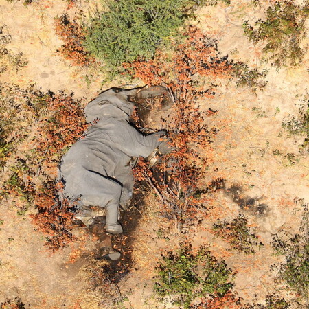 Μποτσουάνα: «Μυστηριώδης θάνατος» 330 ελεφάντων - Τι ανακάλυψαν οι επιστήμονες