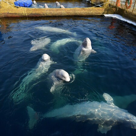 Η Ρωσία απελευθερώνει τις 100 αιχμάλωτες φάλαινες μετά την διεθνή κατακραυγή