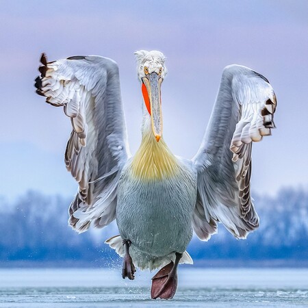 Όλοι οι νικητές των Bird Photographer Awards 2019