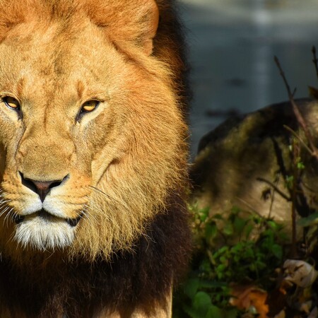 Αυστραλία: Λιοντάρια επιτέθηκαν σε 35χρονη σε ζωολογικό κήπο