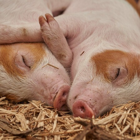 Νιγηρία: Σχεδόν 1 εκατ. γουρούνια θανατώθηκαν λόγω της αφρικανικής πανώλης των χοίρων