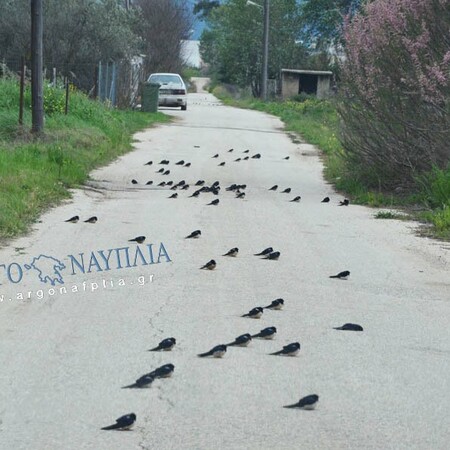 Θλιβερή εικόνα στην Αργολίδα - Γέμισε η άσφαλτος νεκρά χελιδόνια