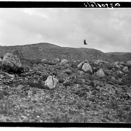 Fred Boissonnas: Νυχτοπούλι στη Κεφαλλονιά του 1912