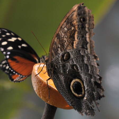 Μειώνονται οι πληθυσμοί εντόμων - «Σπάνιες» πλέον οι πεταλούδες