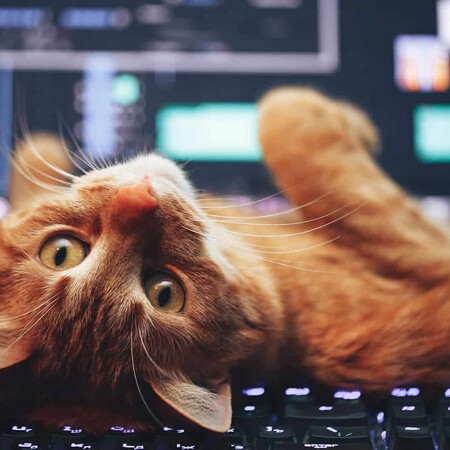 Έρευνα: Γιατί οι γάτες αγαπούν τα πληκτρολόγια