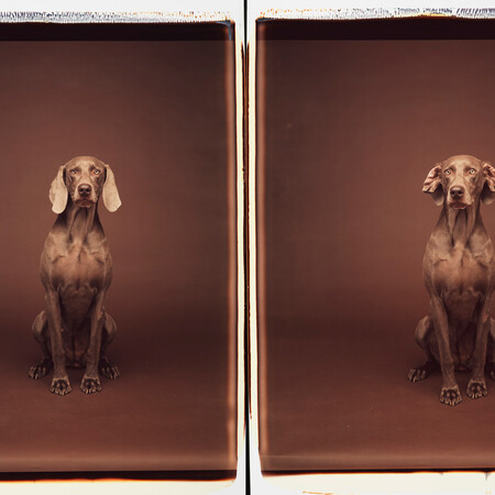 Τα πολύ γκλάμορους σκυλιά του William Wegman