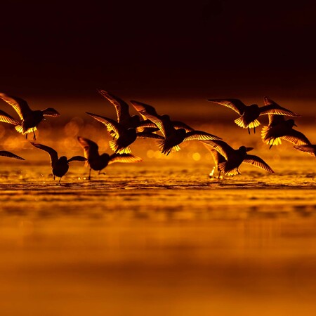 Οι καλύτερες εικόνες του διαγωνισμού Bird Photographer of the Year 2018