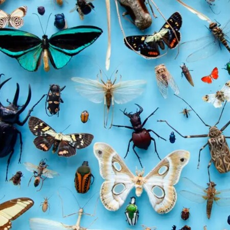 Η εξαφάνιση των εντόμων είναι η καταστροφή της ζωής – Και αυτός είναι ο λόγος
