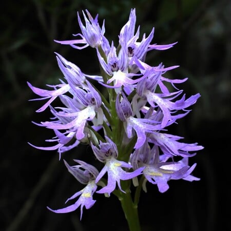 Orchis italic