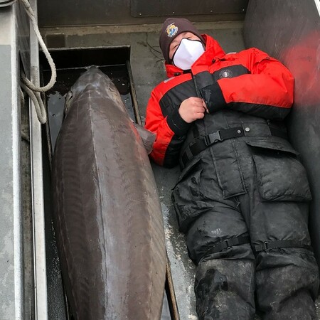 Ντιτρόιτ: Βρήκαν ψάρι «γίγας» στο ποτάμι, εκτιμάται ότι είναι 100 ετών
