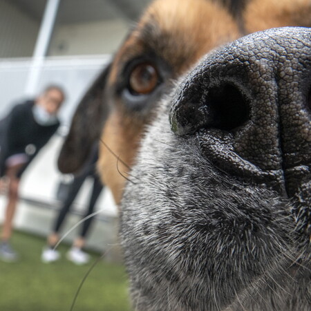 Your Next Covid-19 Test Could Be a Dog’s Sniff