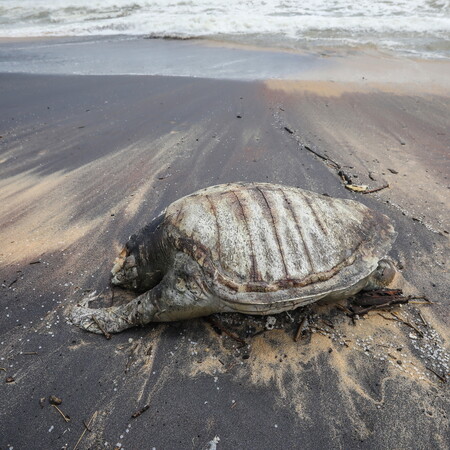 Σρι Λάνκα: Εκατοντάδες χελώνες ξεβράστηκαν νεκρές στις ακτές - Μετά από ναυτικό ατύχημα 