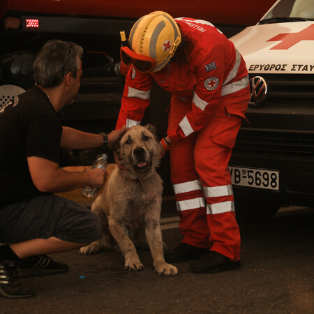 Dogs' Voice: Πώς μπορούμε να βοηθήσουμε ζώα από πυρόπληκτες περιοχές