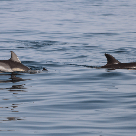 Θεσσαλονίκη: Τα δελφίνια του Θερμαϊκού καταγράφει η iSea - Το σπάνιο είδος που έχει εντοπιστεί