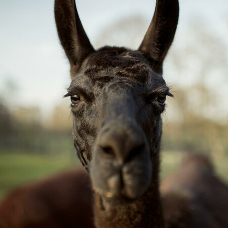 llama winter