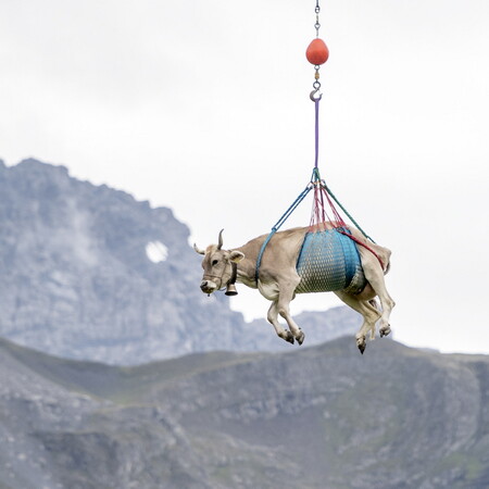 «Αερομεταφερόμενες» αγελάδες: Επιχείρηση απομάκρυνσης τραυματισμένων βοοειδών από βοσκοτόπια της Ελβετίας 